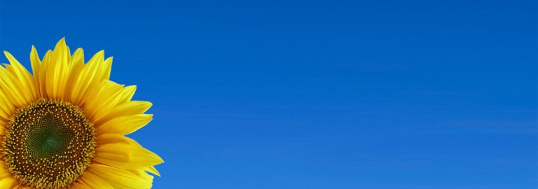 Sonnenblume vor blauem Himmel